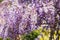 Purple Wisteria floribunda Japanese Wisteria flowers in bloom in springtime