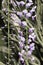 Purple wisteria flower buds on hanging vines