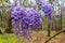 Purple wisteria flowers