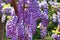 Purple wisteria flowers,Bean Tree,Chinese Wisteria,Purple Vine