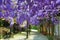 Purple wisteria flowers,Bean Tree,Chinese Wisteria,Purple Vine