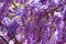 Purple wisteria flowers,Bean Tree,Chinese Wisteria,Purple Vine