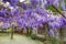 Purple wisteria flowers,Bean Tree,Chinese Wisteria,Purple Vine
