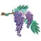 Purple wisteria flowers with branch and leaves Vector