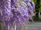 Purple Wisteria Flowers in Clusters, Spring Nature Theme