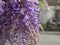 Purple Wisteria Flowers in Clusters, Spring Nature Theme