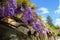Purple wisteria flowers hanging down on the roof across the blue sky. View from beneath. Natural background