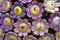 Purple wooden flowers, Brazilian handcraft