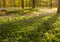 Purple woods in early morning sunrise, Hallerbos, Belgium