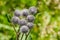 The purple woolly burdock flowers in the garden in summer on a blurred green background