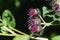 The purple woolly burdock flowers in the garden in summer on a blurred green and black background