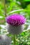 Purple woolly thistle.