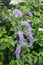 Purple Wreath Bluebird Vine