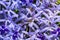 Purple wreath Petrea volubilis closeup - Florida, USA