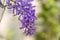 Purple Wreath Petrea Volubilis flowers