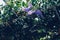 Purple wreath Sandpaper Vine flower plant tree on pergola arbour