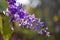 Purple Wreath, Sandpaper Vine, Queenâ€™s Wreath