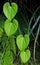 Purple yam leaf, Dioscorea alata