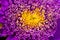 Purple Yellow Aster Flower Blooming