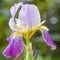 Purple and Yellow Bearded Iris Unfolding