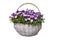 Purple and yellow blooming violets in a basket