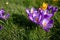 Purple and yellow crocus flowers in bloom at an angle