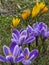 Purple and yellow crocuses blooming in a meadow near the forest in early spring
