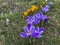 Purple and yellow crocuses blooming in a meadow near the forest in early spring