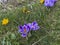 Purple and yellow crocuses blooming in a meadow near the forest in early spring