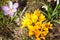 Purple and yellow crocuses germinate in the spring in the garde