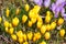 Purple and yellow crocuses germinate in the spring in the garde