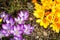 Purple and yellow crocuses germinate in the spring in the garde