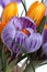 Purple and yellow crocuses growing in a little pink bucket.