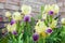 Purple and yellow cultivar iris flowers closeup