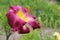 Purple and Yellow Daylily Flower in Full Bloom with Green Leaves in the Background