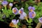 Purple and yellow delicated flowers on a Water Hyssop