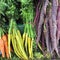 Purple and Yellow Dutch Carrots