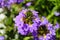 A Purple and yellow Fan flower Scaevola aemula, also known simply as scaevola, is a warm-weather perennial