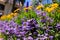 A Purple and yellow Fan flower Scaevola aemula, also known simply as scaevola, is a warm-weather perennial