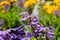 A Purple and yellow Fan flower Scaevola aemula, also known simply as scaevola, is a warm-weather perennial