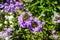 A Purple and yellow Fan flower Scaevola aemula, also known simply as scaevola, is a warm-weather perennial