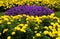 Purple and yellow flower garden