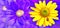 Purple yellow flower wallpaper poster