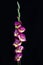 Purple and yellow Gladioli - sword lily - isolated against a black background in the garden