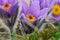 Purple and yellow greater pasque flower - Pulsatilla grandis - close up detail