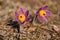 Purple and yellow greater pasque flower - Pulsatilla grandis - growing in dry grass, sun shines on, close up detail