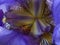 Purple and yellow Lilac Bearded Iris close up