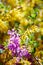 Purple and yellow liliac flowers