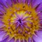 Purple and yellow lotus flower macro