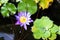 Purple and yellow lotus or water lily with huge green water leafs in dark pond. Flowers for Buddhism. From top view